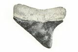 1.87" Juvenile Megalodon Tooth - South Carolina - #196102-1
